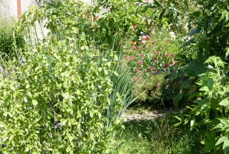 140613_jardin_labo-savart_paysage_experience_vegetale_jardinage_permaculture