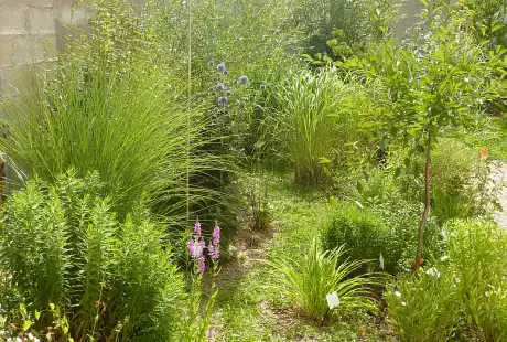 120730_jardin_labo-savart_paysage_experience_vegetale_jardinage_permaculture