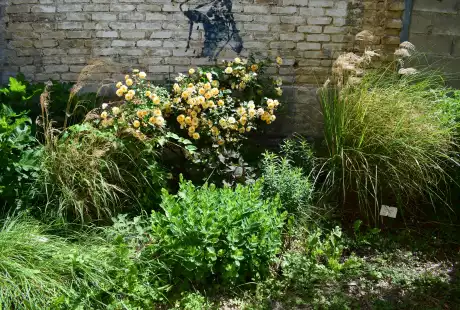 220609_jardin_labo-savart_paysage_experience_vegetale_jardinage_permaculture