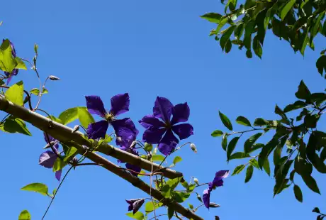 220609_jardin_labo-savart_paysage_experience_vegetale_jardinage_permaculture