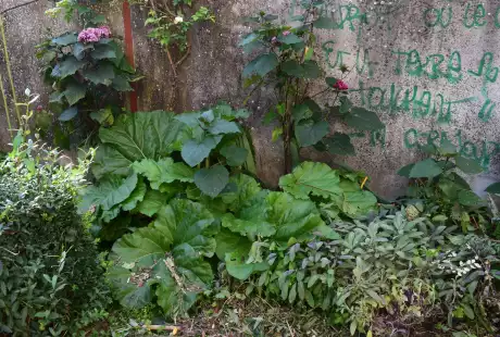 210911_jardin_labo-savart_paysage_experience_vegetale_jardinage_permaculture