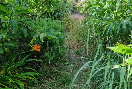 230615_jardin_labo-savart_paysage_experience_vegetale_jardinage_permaculture