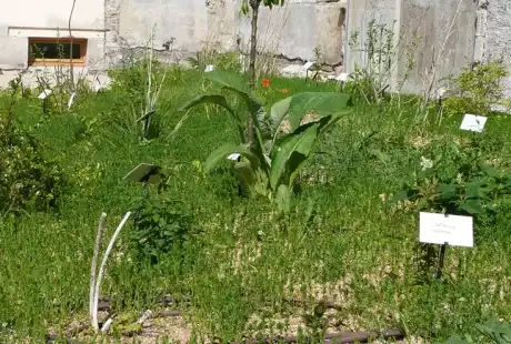 100604_jardin_labo-savart_paysage_experience_vegetale_jardinage_permaculture