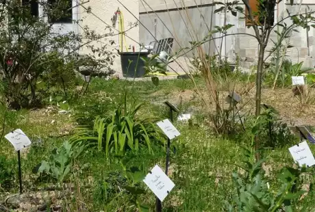 100604_jardin_labo-savart_paysage_experience_vegetale_jardinage_permaculture