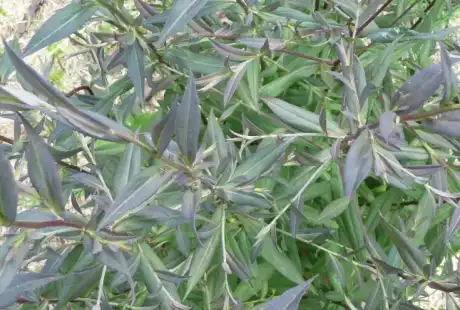 100625_jardin_labo-savart_paysage_experience_vegetale_jardinage_permaculture