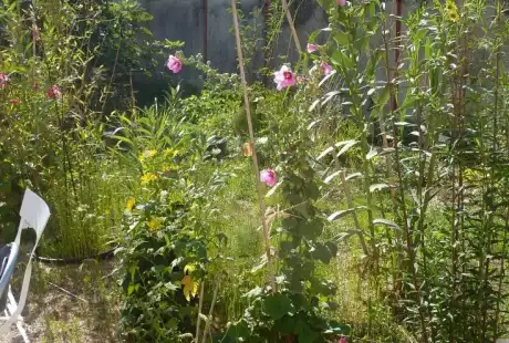 100901_jardin_labo-savart_paysage_experience_vegetale_jardinage_permaculture