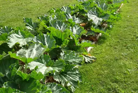 Savart Paysage - paysagiste urbaniste – jardin verger– hôtel à insectes – pommiers – comestibles – Châlons-en-Champagne – petits fruits – agriculture urbaine – variétés anciennes – permaculture – cycle naturel – Vie du sol 