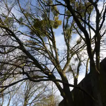 Plan d'intervention sur le domaine des Crayères