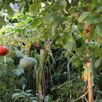 La permaculture dans un jardin-salon