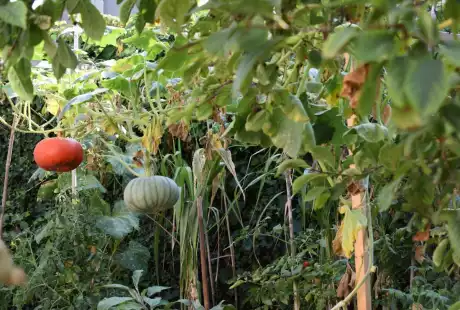 Savart Paysage - paysagiste urbaniste – permaculture – agriculture urbaine – jardin privé – potager – vie du sol – Châlons-en-Champagne – Marne – Grand Est