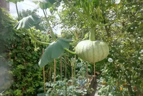 Savart Paysage - paysagiste urbaniste – permaculture – agriculture urbaine – jardin privé – potager – vie du sol – Châlons-en-Champagne – Marne – Grand Est