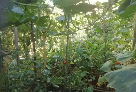 Savart Paysage - paysagiste urbaniste – permaculture – agriculture urbaine – jardin privé – potager – vie du sol – Châlons-en-Champagne – Marne – Grand Est