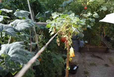 Savart Paysage - paysagiste urbaniste – permaculture – agriculture urbaine – jardin privé – potager – vie du sol – Châlons-en-Champagne – Marne – Grand Est