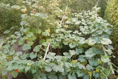 Savart Paysage - paysagiste urbaniste – permaculture – agriculture urbaine – jardin privé – potager – vie du sol – Châlons-en-Champagne – Marne – Grand Est