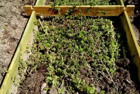 Savart Paysage - paysagiste urbaniste – permaculture – agriculture urbaine – jardin privé – potager – vie du sol – Châlons-en-Champagne – Marne – Grand Est