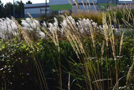 Savart Paysage – paysagiste urbaniste – urbaniste - paysagiste marne - paysagiste urbaniste marne - zone commerciale - paysagiste concepteur marne - parking – aménagement paysager parking - biodiversité – cycle naturel – perméabilité – ilot de fraîcheur -