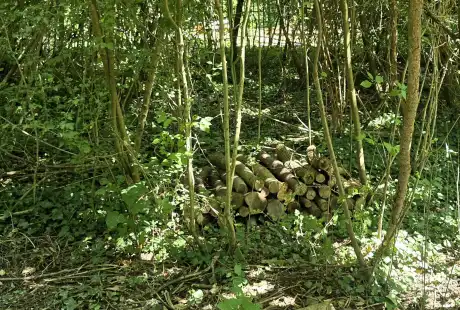 Savart paysage - maître d&, 39;oeuvre - paysagiste concepteur - paysagiste urbaniste - Marne - Recy - parc - ilot de fraicheur