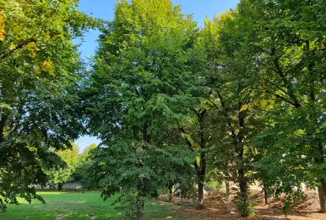 Savart Paysage - Paysagiste Urbaniste Marne - Résidentialisation - Renouvellement urbain Marne - Quartier d&, 39;habitat - Reims - Pommery - Marne - Reims Habitat