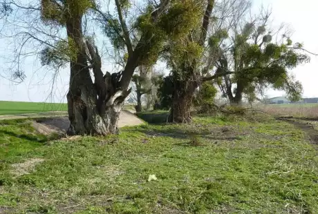 Savart Paysage - Sézanne - Paysagiste Urbaniste - Paysagiste urbaniste Marne - Paysagiste Marne - Paysagiste Concepteur Marne - développement durable - zone naturelle - ru des auges