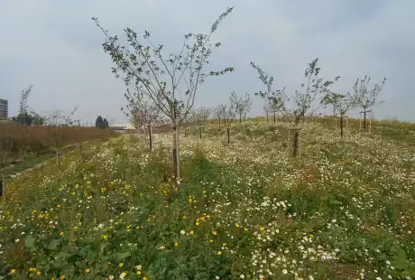 Savart Paysage - Reims - Paysagiste Urbaniste Marne - Paysagiste concepteur Marne - Maître d oeuvre paysagiste Marne - Rémavert - éco-quartier - urbaniste conseil Marne - urbanisme - biodiversité ordinaire - cahier de prescription paysagère et urbaine