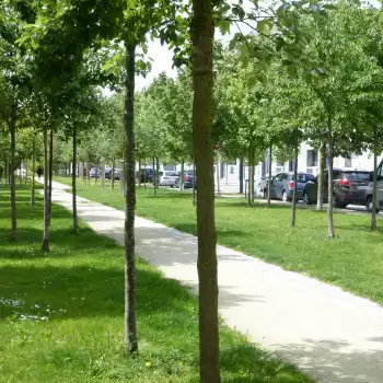 Mail forestier au quartier Dauphinot