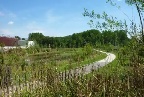 Torcy-Mail des Iles-aménagement écologique-zones humides-connexions hydrauliques-Savart Paysage - urbaniste paysagiste-biodiversité-développement durable