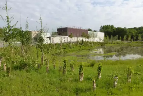 Torcy-Mail des Iles-aménagement écologique-zones humides-connexions hydrauliques-Savart Paysage - urbaniste paysagiste-biodiversité-développement durable